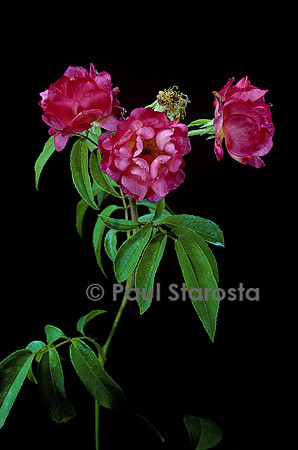 Rosa polyantha ‘Léonie Lamesch’