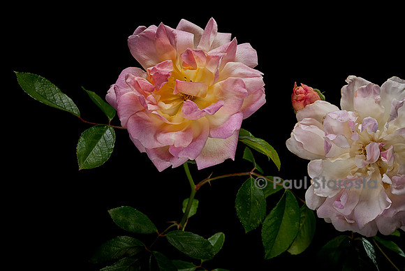Rosa polyantha 'Phyllis Bide’