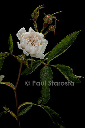 Rosa X alba cannabifolia