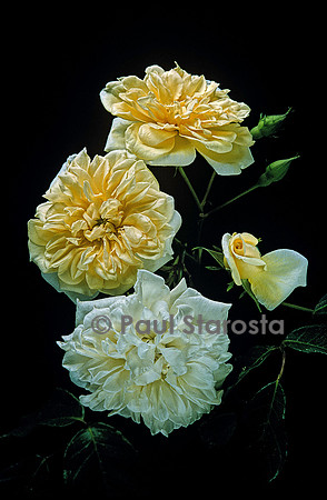 Rosa X noisettiana ‘Alister Stella Gray’