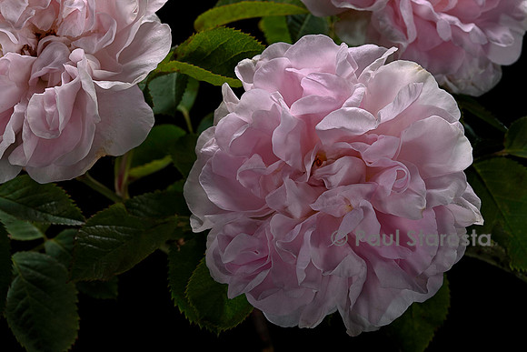 Rosa X alba ‘Petite Cuisse de Nymphe’