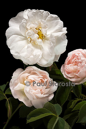 Rosa X alba ‘Jeanne d’Arc’
