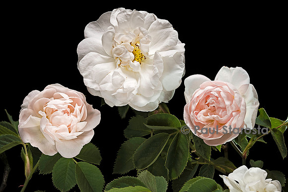 Rosa X alba ‘Jeanne d’Arc’