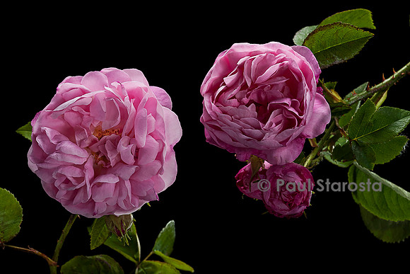 Rosa X alba ‘Blush Hip’