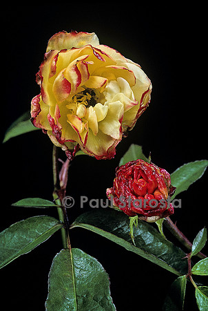 Rosa polyantha ‘Léonie Lamesch’