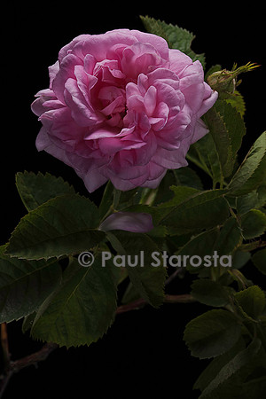 Rosa X alba ‘Félicité Parmentier’
