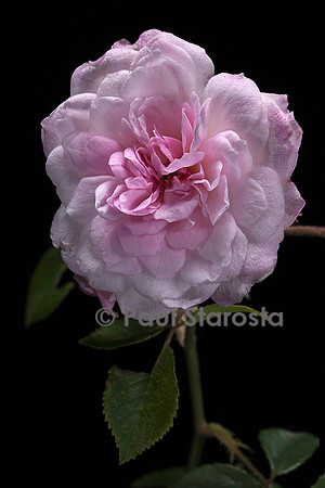 Rosa polyantha ‘Princesse Marie Adélaide de Luxembourg’
