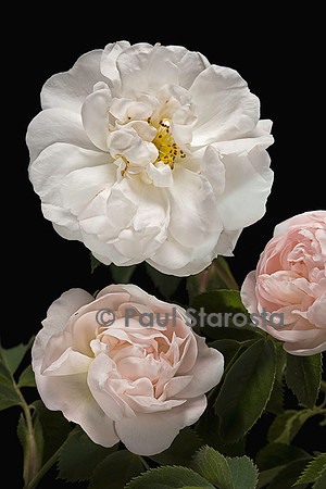 Rosa X alba ‘Jeanne d’Arc’