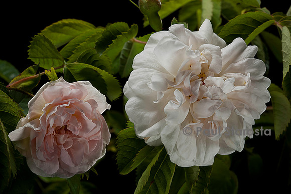 Rosa X alba ‘Blanche de Belgique’