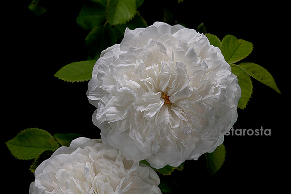 Rosa X alba ‘Mme Legras de St. Germain’