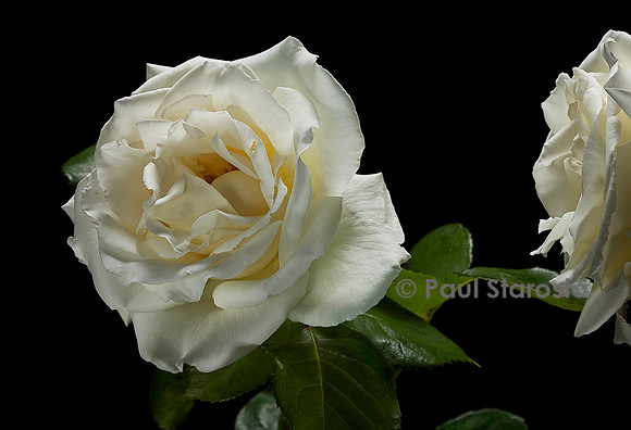 Rosa X noisettiana ‘Blanc Pur’