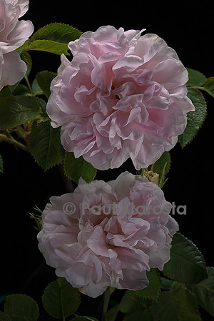 Rosa X alba ‘Petite Cuisse de Nymphe’