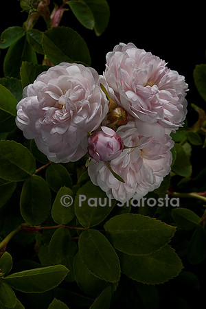 Rosa X alba ‘Pompon Blanc Parfait’