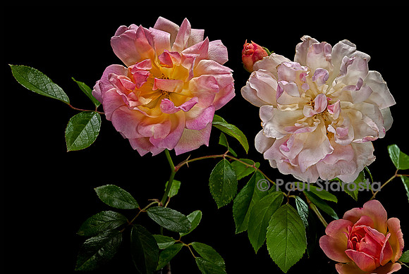 Rosa polyantha 'Phyllis Bide’