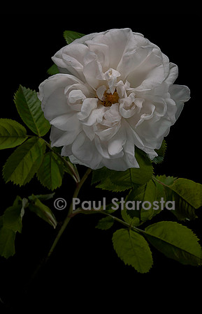 Rosa X alba ‘Princesse de Lamballe’