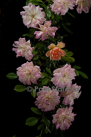 Rosa polyantha 'Phyllis Bide'