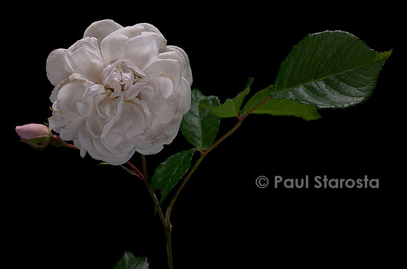 Rosa polyantha ‘Marie Pavié’