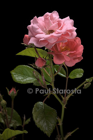 Rosa polyantha ‘Souvenir d'Adolphe Turc’