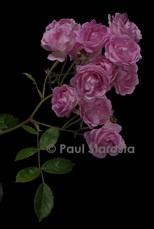 Rosa polyantha ‘Maman Turbat’