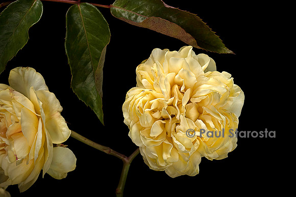 Rosa X noisettiana ‘Duchesse d'Auerstaedt’