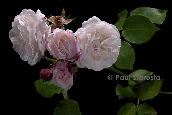 Rosa X noisettiana ‘Annie Vibert’