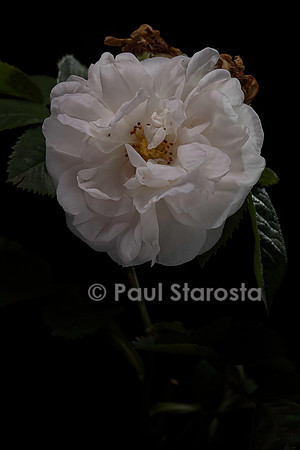 Rosa X alba ‘Princesse de Lamballe’
