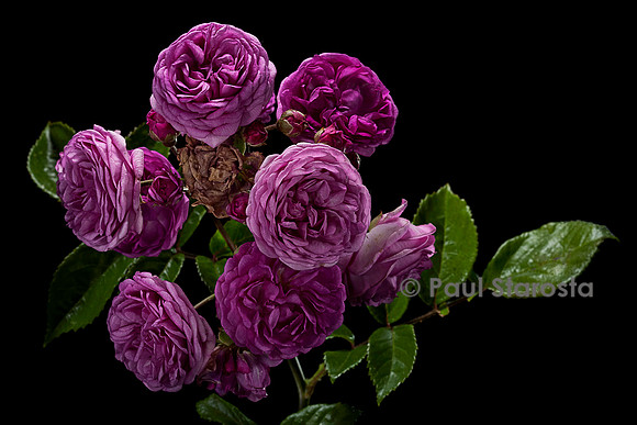 Rosa polyantha ‘Excellenz von Schubert’