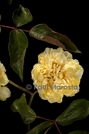 Rosa X noisettiana ‘Duchesse d'Auerstaedt’