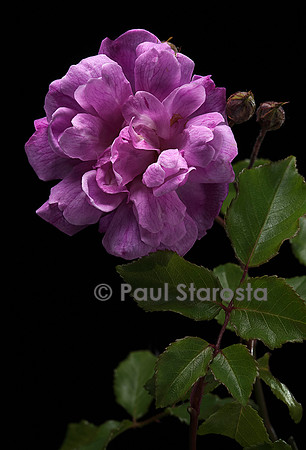Rosa X noisettiana ‘Bougainville’