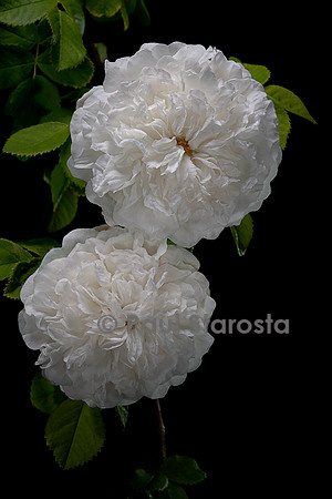 Rosa X alba ‘Mme Legras de St. Germain’