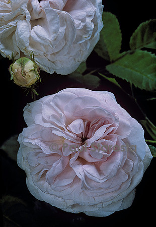 Rosa X alba ‘Félicité Parmentier’