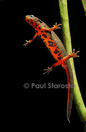 Cynops pyrrhogaster (triton à ventre de feu)