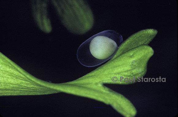 Lissotriton helveticus (triton palmé) - œuf
