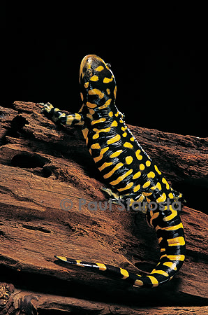 Ambystoma tigrinum tigrinum