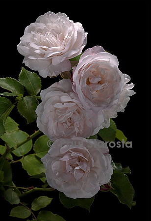Rosa X noisettiana ‘Annie Vibert’