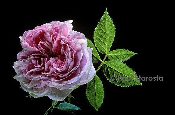Rosa X alba ‘Reine du Danemark’