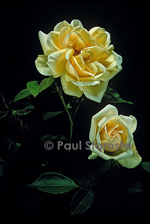 Rosa X noisettiana ‘Rêve d’Or’