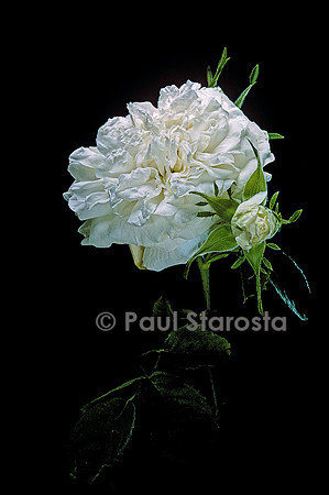 Rosa X alba ‘Mme Legras de St. Germain’