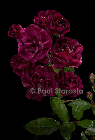 Rosa polyantha ‘Rosiériste Pajotin-Chédane’