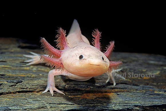 Ambystoma mexicanum f. leucistic (axolotl)