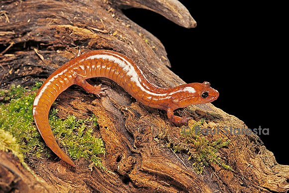 Gyrinophilus porphyriticus