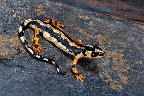 Neurergus kaiseri