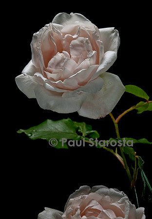 Rosa X noisettiana ‘Mme Alfred Carrière’