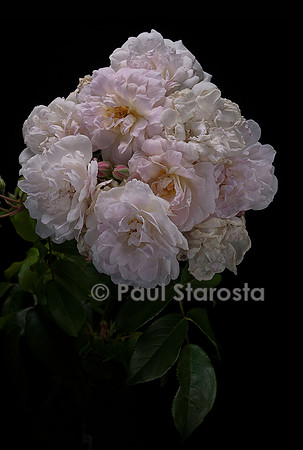 Rosa X noisettiana ‘Blush Noisette’