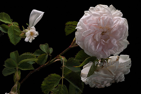 Rosa X alba ‘Chloris’