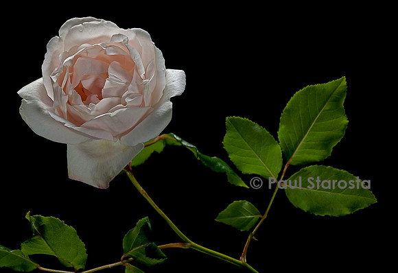 Rosa X noisettiana ‘Mme Alfred Carrière’