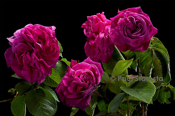 Rosa X noisettiana ‘Souvenir de Lucie’