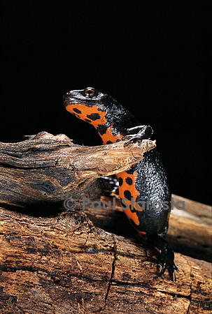 Cynops orientalis