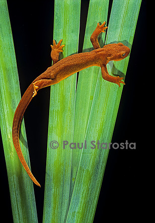 Taricha granulosa