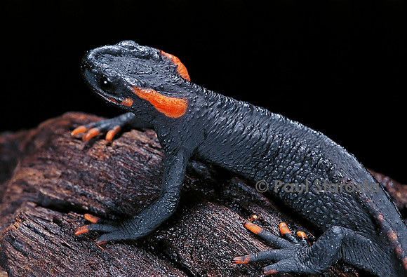 Tylototriton taliangensis